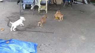 MVI 5533 How to shake a Pom Pom with Roxanne Weasley