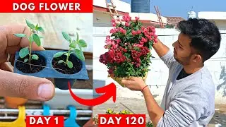 Let's Grow Dog Flower (120 Days Updates in less than 2-minute video)