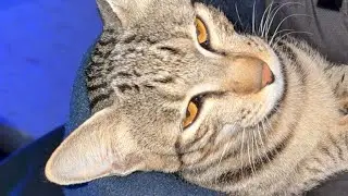 Cat video original sound 🐈🤣😂