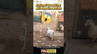 Animal Breaking All Physics Rules