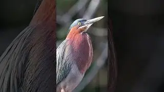 Hear the Green Heron Sound!