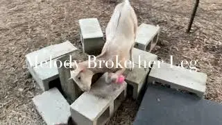 Pan's Playground Goat Farm ...Melody's Broken Leg
