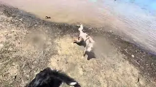 2024 Dogs swimming in Folsom Lake.