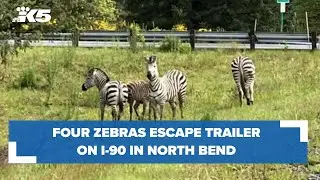 Four zebras escape trailer on I-90 in North Bend