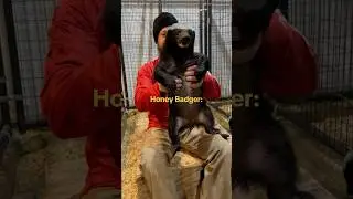 We hope you had a great day! 🤍🦡 #wildlife #honeybadger