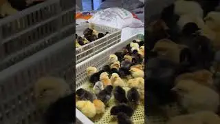 kaveri chicks available gujarat all india delivery