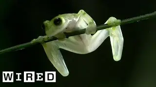 The Glass Frog Isn&rsquo;t Made of Glass But That Would Be Pretty Cool | WIRED