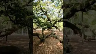 Angel Oak Tree in Charleston #southcarolina #angeloak #oaktree #angel #angels
