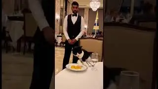 The cat didn't like the food in the restaurant #cats #cat #prettycat #funny #catlife #cute #pets