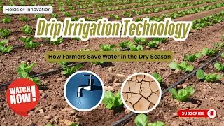 25 - Drip Irrigation Technology: How Farmers Save Water in the Dry Season