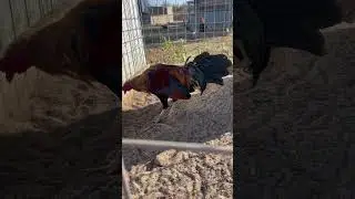 Dink fair sweater . #gamefowlbreeder #rooster #gallos #gamefowl  #gallofino #gamefowlnation