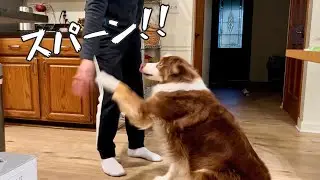 大好物のごはんのときだけキレ味のいいお手をしてくる大型犬｜オーストラリアンシェパード