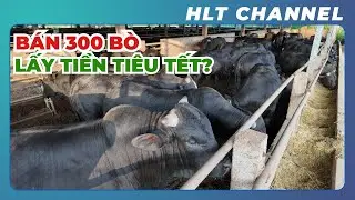 Giá Bò & Lợn Tăng Cao!!! Bán 300 Bò Lấy Tiền Tiêu Tết?