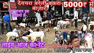 22 सितंबर 2022 लाइव बरेली बकरा बाजार बदायूं रोड पर स्थित है देवचरा 5000₹ नंग devchara Bareilly up