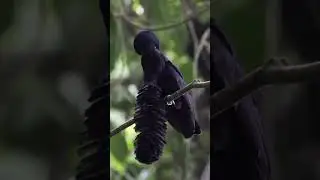 Parag&uuml;ero corbatudo (Cephalopterus penduliger) #viralvideo #aves #mundo #nature #world #naturaleza