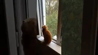 Мусташ охотник #shorts