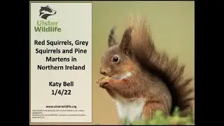 Katy Bell: The red squirrel story in Northern Ireland