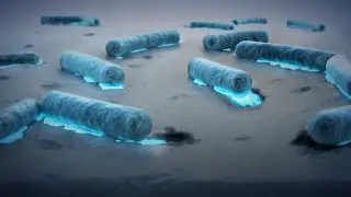 Plastic Eating Bacteria Discovered in the Ocean!