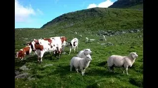 Dairy Modern Farming - Cow, Sheep and Goat Processing and Transporting Meat