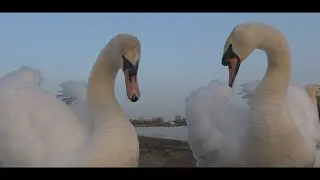 Swans socialising at twilight - Killingworth Lake