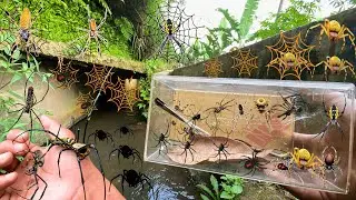 Hunting Top Black Widow Spider In the River !! weaver orb, Golden Orb Spider, Brown Recluse Spider