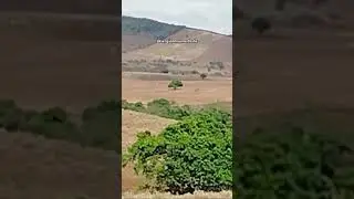 #northeast #brazil #tourism #sergipe #farm #road #ontheroad #nature #shorts #viral