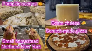 Making Edam Cheese~Scratch Cooking~Small Homestead 
