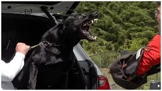Black German Shepherd Is a Great Deterrent!