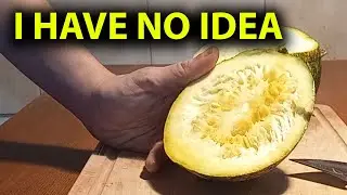 Random FORAGED PUMPKIN: Attempt to identify | Thoughts on CUCURBIT POISONING