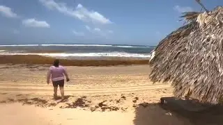 PUNTA CANA SEAWEED UPDATE UVERO ALTO BEACH 2025. OCEAN EL FARO. 