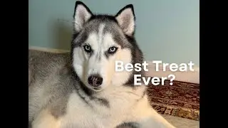 Healthy, Long-Lasting Dog Treat | Pluto Taste Test Pt. 3