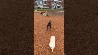 Cane Corso Meets Other Beautiful Dogs 🐶🐕 | Gentle Play, Calm Energy & True Temperament