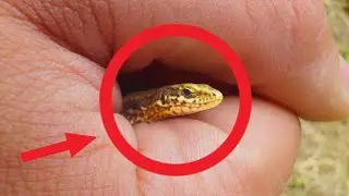 I Caught Canada's Most Wanted Lizard