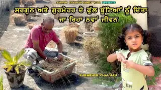 ਫੁੱਲਾਂ ਅਤੇ ਰੁੱਖਾਂ ਦੀ ਕੀਤੀ ਸਾਫ ਸਫਾਈ Sargun Chauhan Family Vlog Vlog 2025