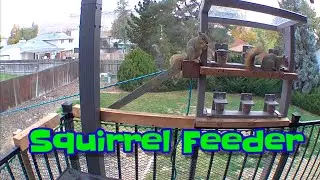 Squirrel Feeder 1-25-26 @4Gorgeman 