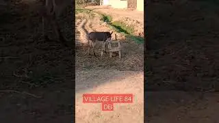Gao ki Zindagi 84 chak #yazmanmandi