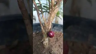 Jaboticaba: From Green to Black Fruit in Timelapse &ndash; A Stunning Transformation!