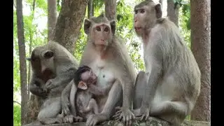 Amazing Julina Monkey Love Larry Like Her Baby Jasper Monkey,February18,2022..MR229