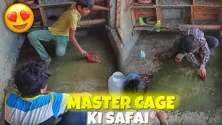 Master Cage Ki Safai Kar Di ✅ | Kabootaron Ke Liye Fresh Setup 😍