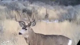 BIG BUCKS  - In the rut