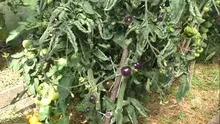 Томат  ИНДИГО РОЗ - панацея от всех болезней