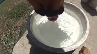 Puppy dog drinking water with GoPro on the collar