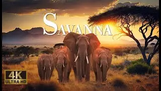 Savannah Serenity: 4K Landscapes Relaxing , Animals , African Music 1H , Nature Movie