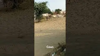 #cow #cowfarm #cowvideos #cows #cowlover #travel #move #thar #animals #tharparkarbeauty #animal