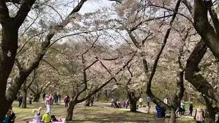 Toronto High Park&rsquo;s cherry blossoms 2018