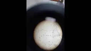 Winogradsky&rsquo;s Column for study of protozoa and algae|#biotech#experiment#science#microscopicWorld😍