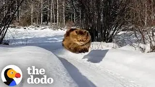 Пожилая кошка соревнуется со своим папой в снегу &mdash; и каждый раз побеждает | The Dodo