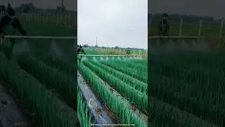 Ingenious Japanese Farming: Rice on Roofs & Bamboo Pesticide Sprayers! 🌾🏠 #farming #facts