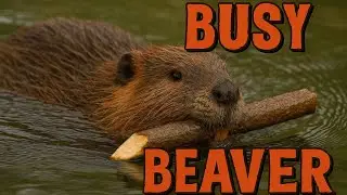 A day in the life of Beaver