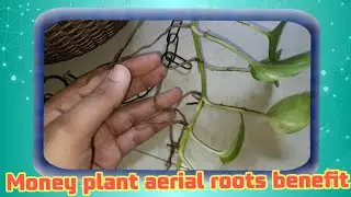 Don't cut aerial roots of money plant